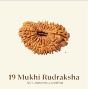 19 Mukhi Rudraksha