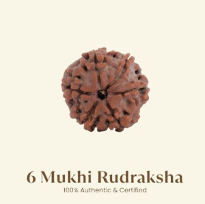 6 Mukhi Rudraksha