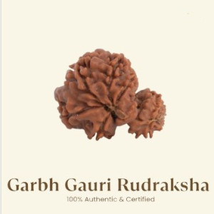 Garbh Gori Rudraksha