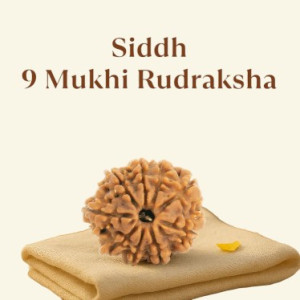Siddh 9 Mukhi Rudraksha