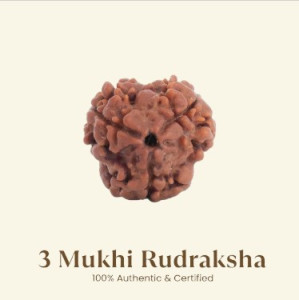 3 Mukhi Rudraksha
