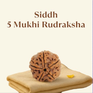 Siddh 5 Mukhi Rudraksha