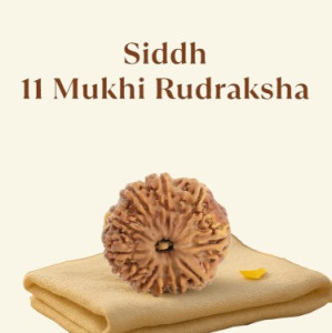 Siddh 11 Mukhi Rudraksha