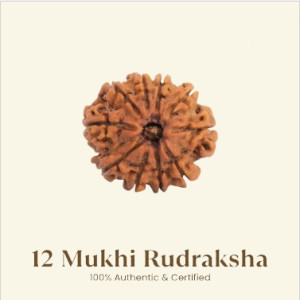12 Mukhi Rudraksha