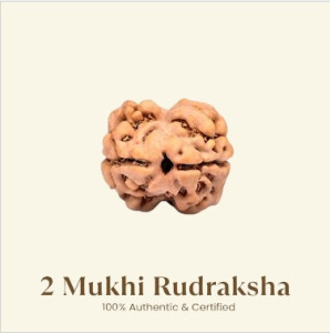 2 Mukhi Rudraksha