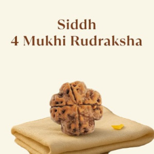 Siddh 4 Mukhi Rudraksha