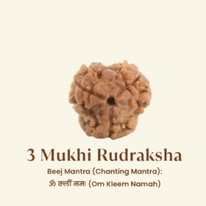 Siddh 3 Mukhi Rudraksha