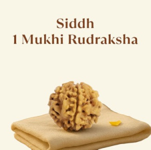 Siddh 1 Mukhi Rudraksha