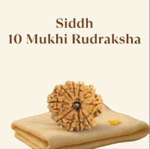 Siddh 10 Mukhi Rudraksha