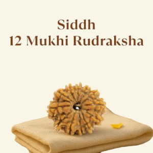 Siddh 12 Mukhi Rudraksha