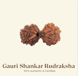 Gauri Shankar Rudraksha