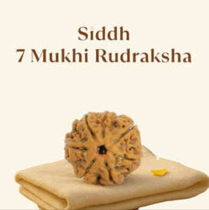 Siddh 7 Mukhi Rudraksha