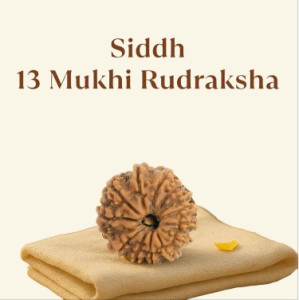 Siddh 13 Mukhi Rudraksha