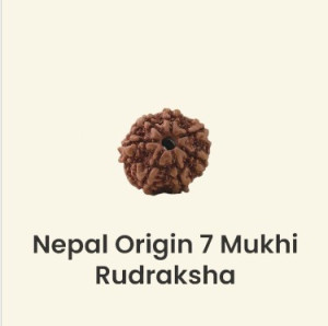 7 Mukhi Rudraksha