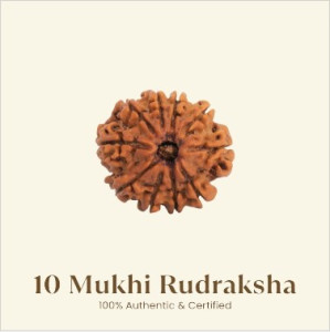 10 Mukhi Rudraksha