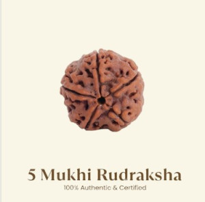 5 Mukhi Rudraksha