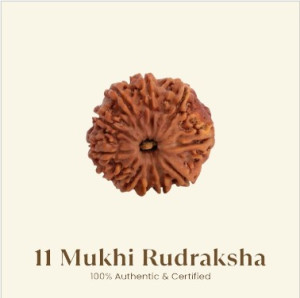 11 Mukhi Rudraksha