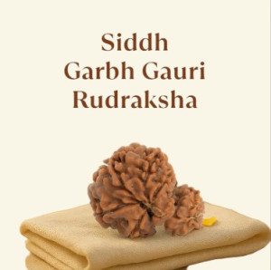 Siddh Garbh Gori Rudraksha