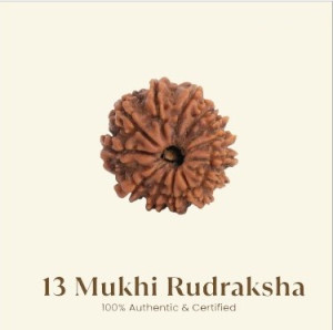 13 Mukhi Rudraksha