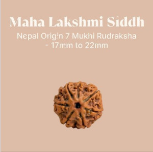 Maha Lakshmi Siddh 7 Mukhi Rudraksha