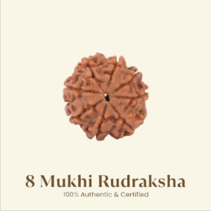 8 Mukhi Rudraksha