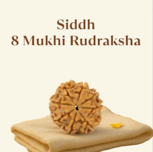 Siddh 8 Mukhi Rudraksha