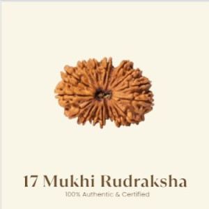 17 Mukhi Rudraksha