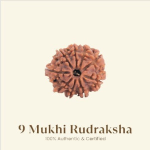 9 Mukhi Rudraksha