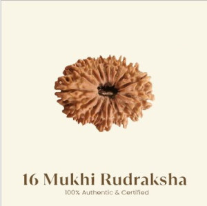 16 Mukhi Rudraksha