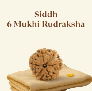 Siddh 6 Mukhi Rudraksha