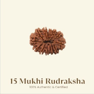 15 Mukhi Rudraksha