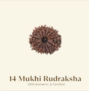 14 Mukhi Rudraksha