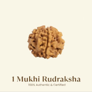 1 Mukhi Rudraksha